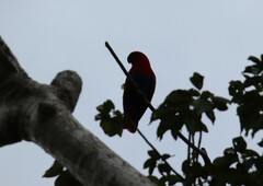 Eclectus roratus