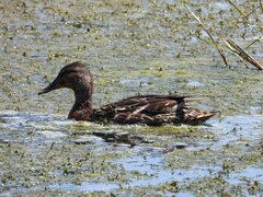 Anas platyrhynchos