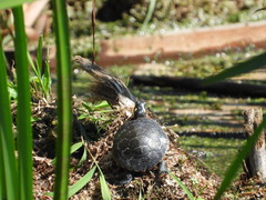 Chrysemys picta