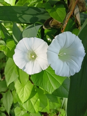 Calystegia sepium