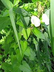 Calystegia sepium