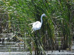 Ardea alba