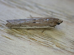 Phycitodes binaevella