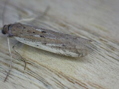 Phycitodes binaevella