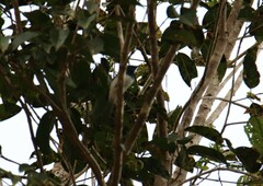 Myiagra rubecula