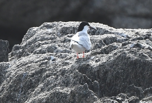 Charrán rosado (Sterna dougallii)
