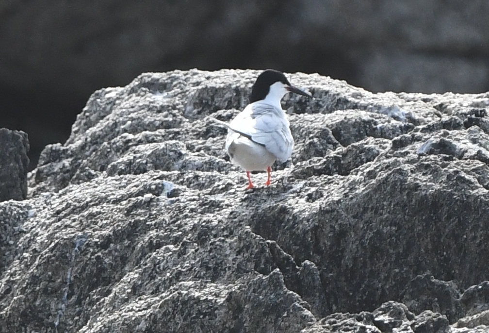 Roseate Tern