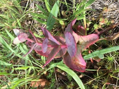 Hylotelephium maximum