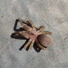 Filistata insidiatrix