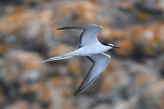 Bridled Tern photo 2