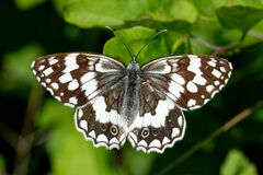 Melanargia larissa