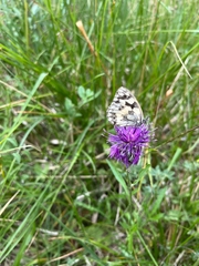 Melanargia galathea