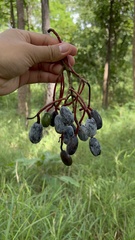 Beilschmiedia roxburghiana