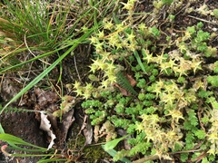 Sedum acre