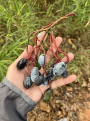 Beilschmiedia roxburghiana
