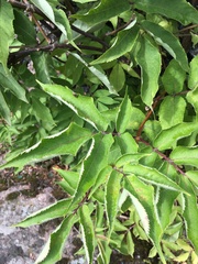 Sambucus racemosa