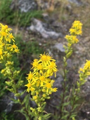 Solidago virgaurea