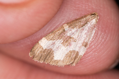 Lomaspilis