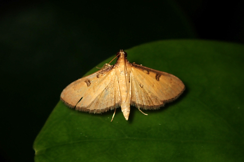 Tatobotys biannulalis (Walker)