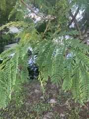 Enterolobium contortisiliquum