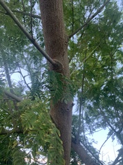 Enterolobium contortisiliquum