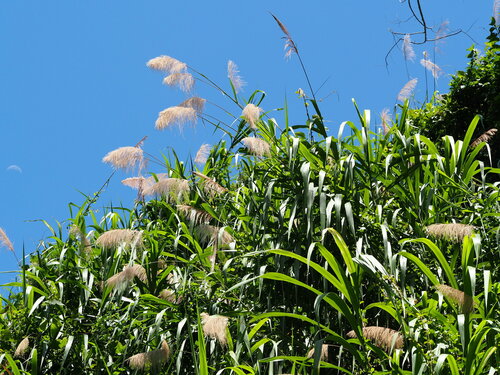Image of Miscanthus floridulus by no rights reserved