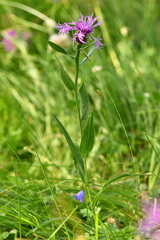 Centaurea nervosa nervosa