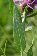 Centaurea nervosa nervosa