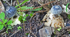 Geastrum pectinatum