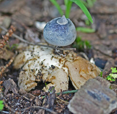 Geastrum pectinatum