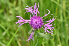 Centaurea nervosa nervosa