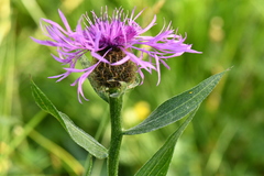 Centaurea nervosa nervosa