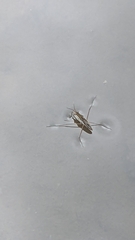 Gerris latiabdominis