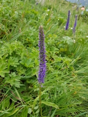 Veronica porphyriana