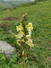 Pedicularis dolichorrhiza