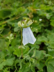 Codonopsis clematidea