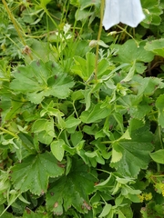 Codonopsis clematidea