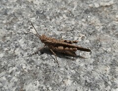 Trilophidia annulata