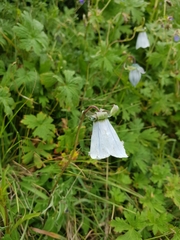 Codonopsis clematidea