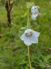 Codonopsis clematidea