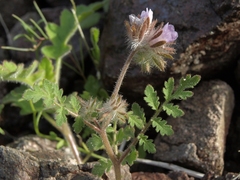 Phacelia cryptantha