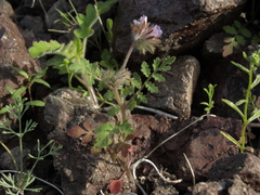 Phacelia cryptantha