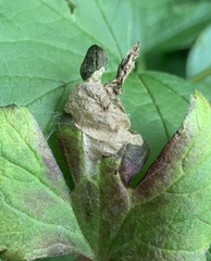 Pseudodineura fuscula