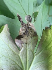 Pseudodineura fuscula