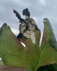 Pseudodineura fuscula