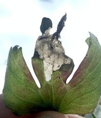 Pseudodineura fuscula