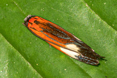 Coryptilum