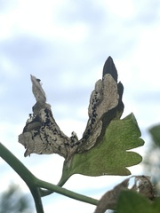 Pseudodineura fuscula