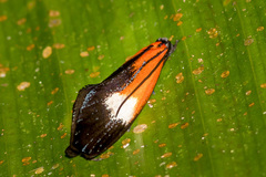 Coryptilum