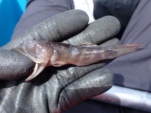 Flagfin prawn goby (Mahidolia mystacina) — Gobiidae — 3